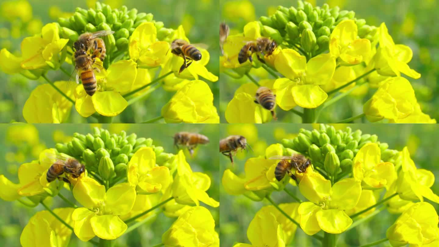 三只可爱的蜜蜂在油菜花上争抢采蜜飞舞