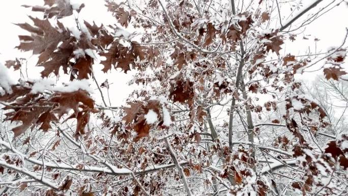 冬天公园里的一场暴风雪，雪下得很大，雪花慢慢地飘落，树枝上都覆盖着雪