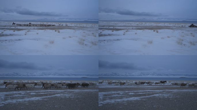 新疆 冬季 牧民放牧