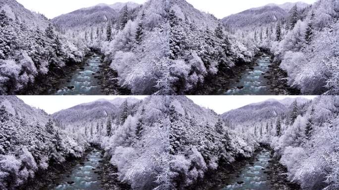 西藏林芝市巴松措森林河流雾凇的雪景风光