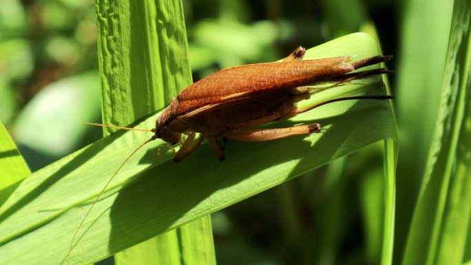 蟋蟀在森林里依附树叶，自然的动物行为