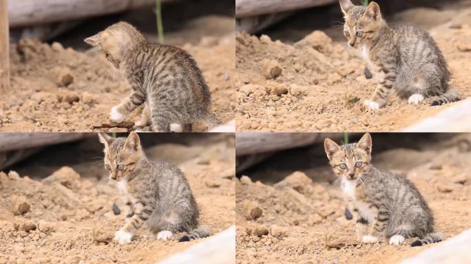 小野猫抓鱼、嬉戏