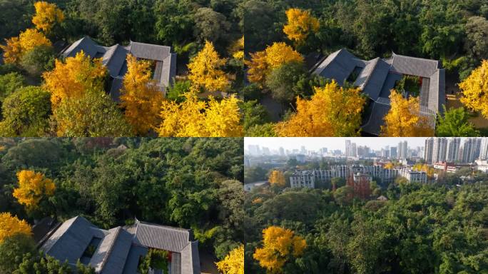成都望江楼公园的秋天金黄的银杏雪涛纪念馆