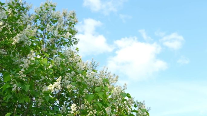 美丽的丁香花选择性聚焦。白色的丁香花蕾带着迷离的绿叶。春天开花。盛开的丁香丛与微小的花朵。丁香花衬着