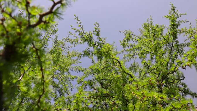 春天落叶松上柔软的绿色针叶，特写