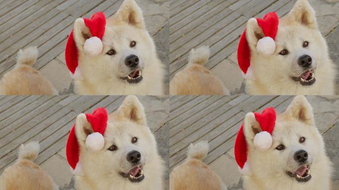 秋田犬女孩，可爱地请求圣诞礼物，创造了一个愉快和娱乐的场景