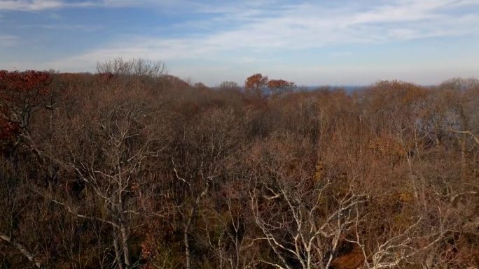 在一个晴朗的日子里，蓝天白云，纽约长岛的国王公园悬崖上的干树枝鸟瞰图。史密斯镇湾在远处。照相机慢慢地