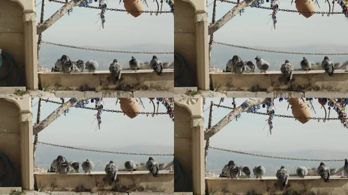 在一个古老的土耳其小镇，鸽子从高山上的一个大喂食器里喝水，慢镜头。树上装饰着护身符，以抵御邪眼。