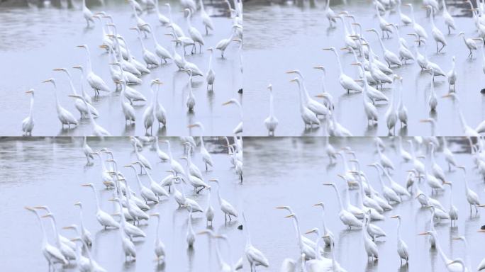 池塘、湿地里的大群白鹭7