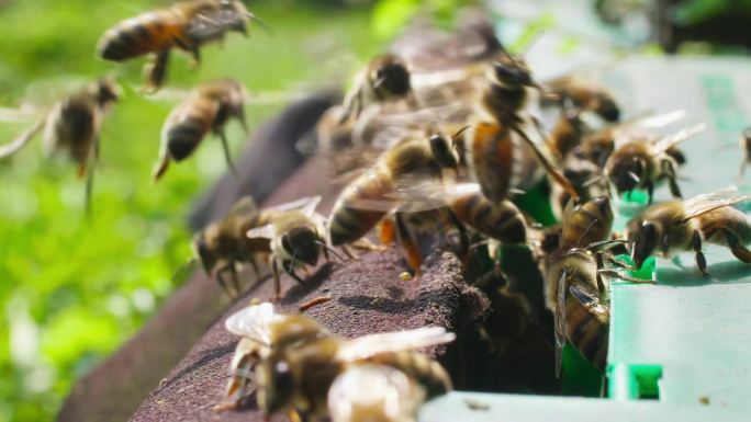 春天田野里的养蜂场阳光下蜜蜂密集进出蜂巢