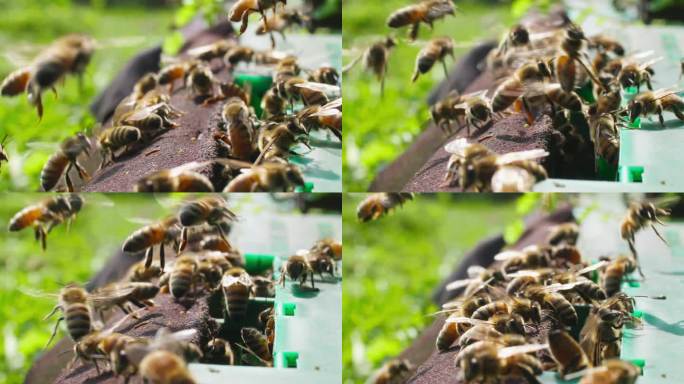 春天田野里的养蜂场阳光下蜜蜂密集进出蜂巢