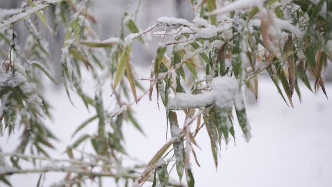 雪中的竹子，胶片模拟