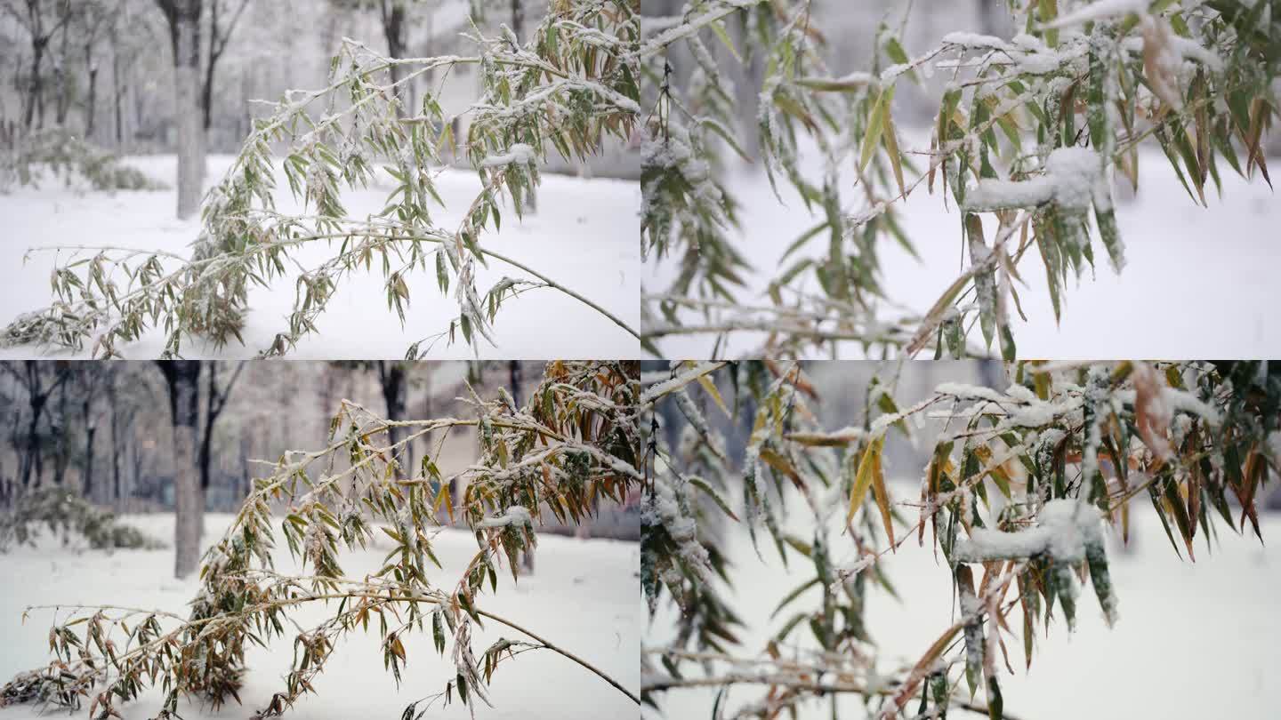 雪中的竹子，胶片模拟