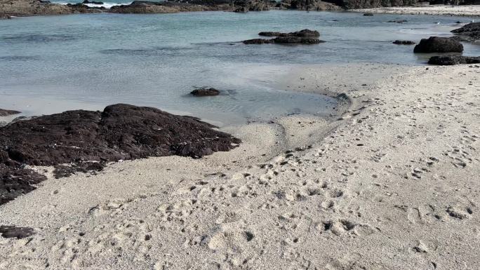海鸟飞过岩石潮池海滩的水面