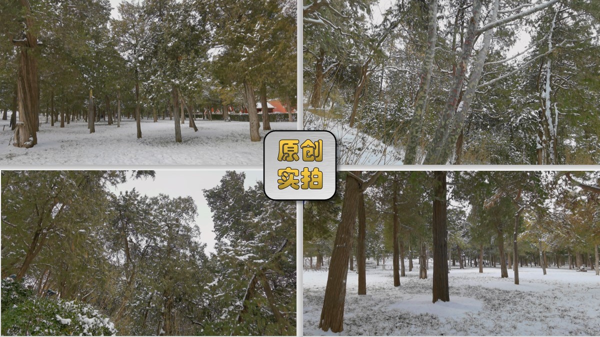 松林雪景 树林雪景