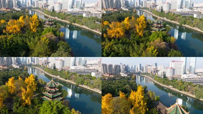 成都望江楼公园的秋天金黄的银杏叶点缀城市