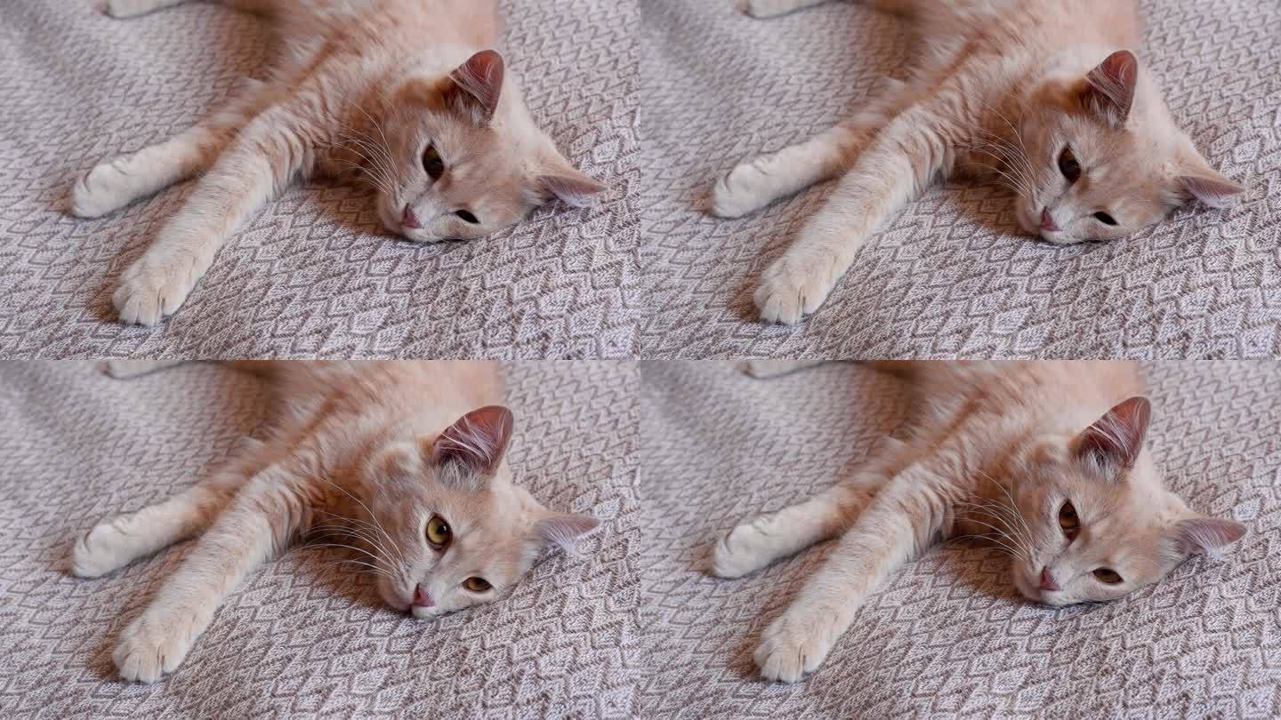 家红毛猫躺在床上，玩腻了游戏，懒洋洋地看着镜头