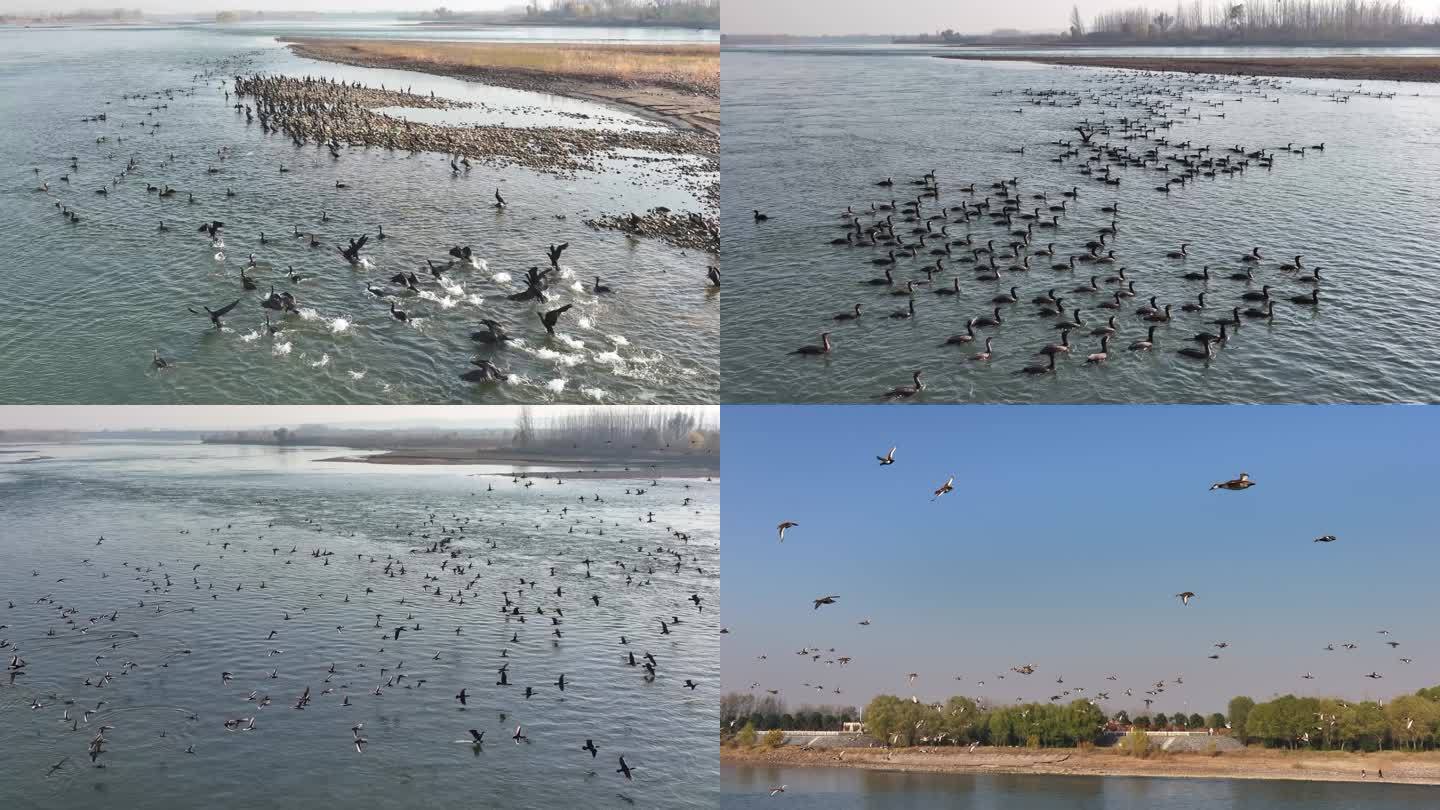 黄河湿地鸟类航拍