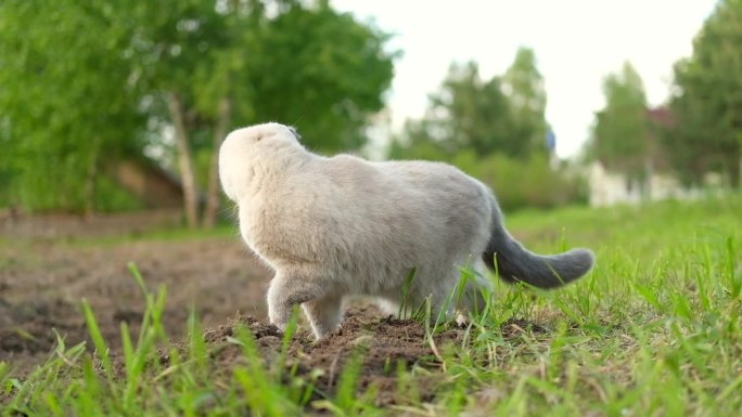 优雅的苏格兰折耳猫走在绿色的草地上。有趣的小猫在户外。漂亮的灰猫坐在外面的草坪上。小猫走。后院，夏日