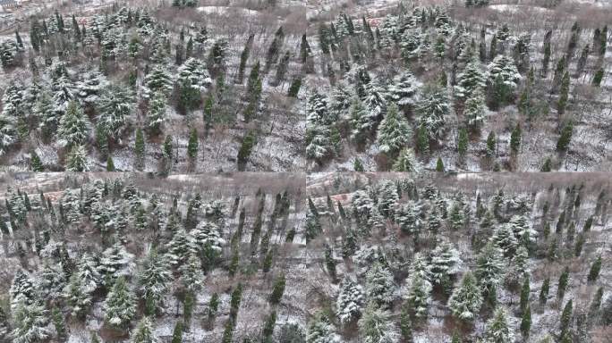 松树 降雪 航拍雪景 冬季古塔