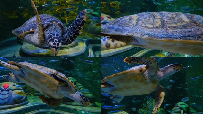 海底世界海洋馆水族馆大海龟