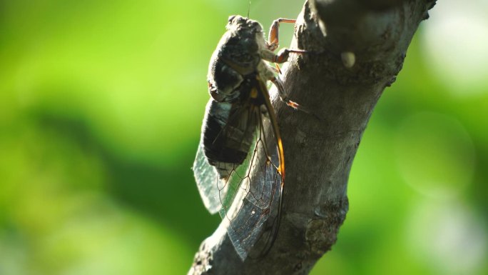 夏天，一只蝉坐在无花果树上，特写。大声唱歌来呼唤雌性。蝉的强烈嗡嗡声。蝉Lyristes plebe