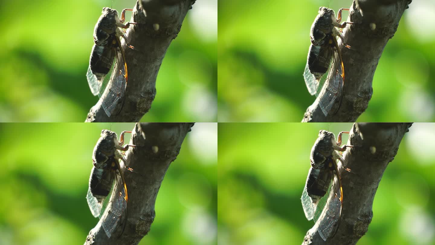 夏天，一只蝉坐在无花果树上，特写。大声唱歌来呼唤雌性。蝉的强烈嗡嗡声。蝉Lyristes plebe