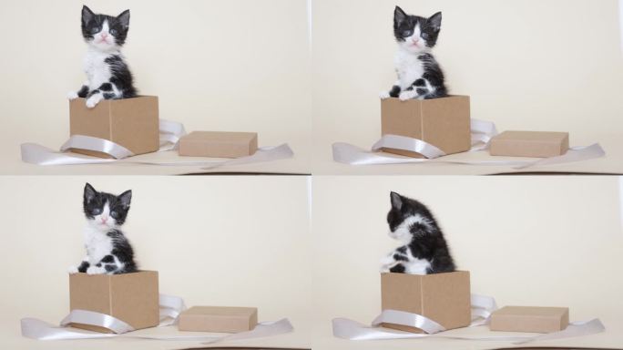 有趣的小猫在纸板箱孤立的彩色背景与复制空间。礼盒里的猫笑话