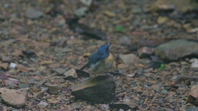 Perched on a rock facing to the right as it is chi