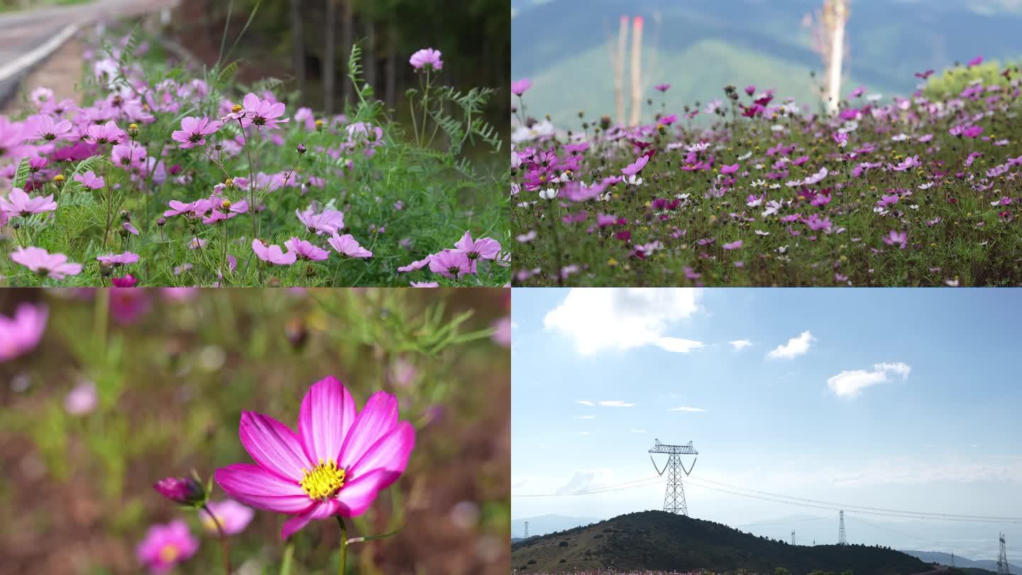 高原花草风车发电 云 延时