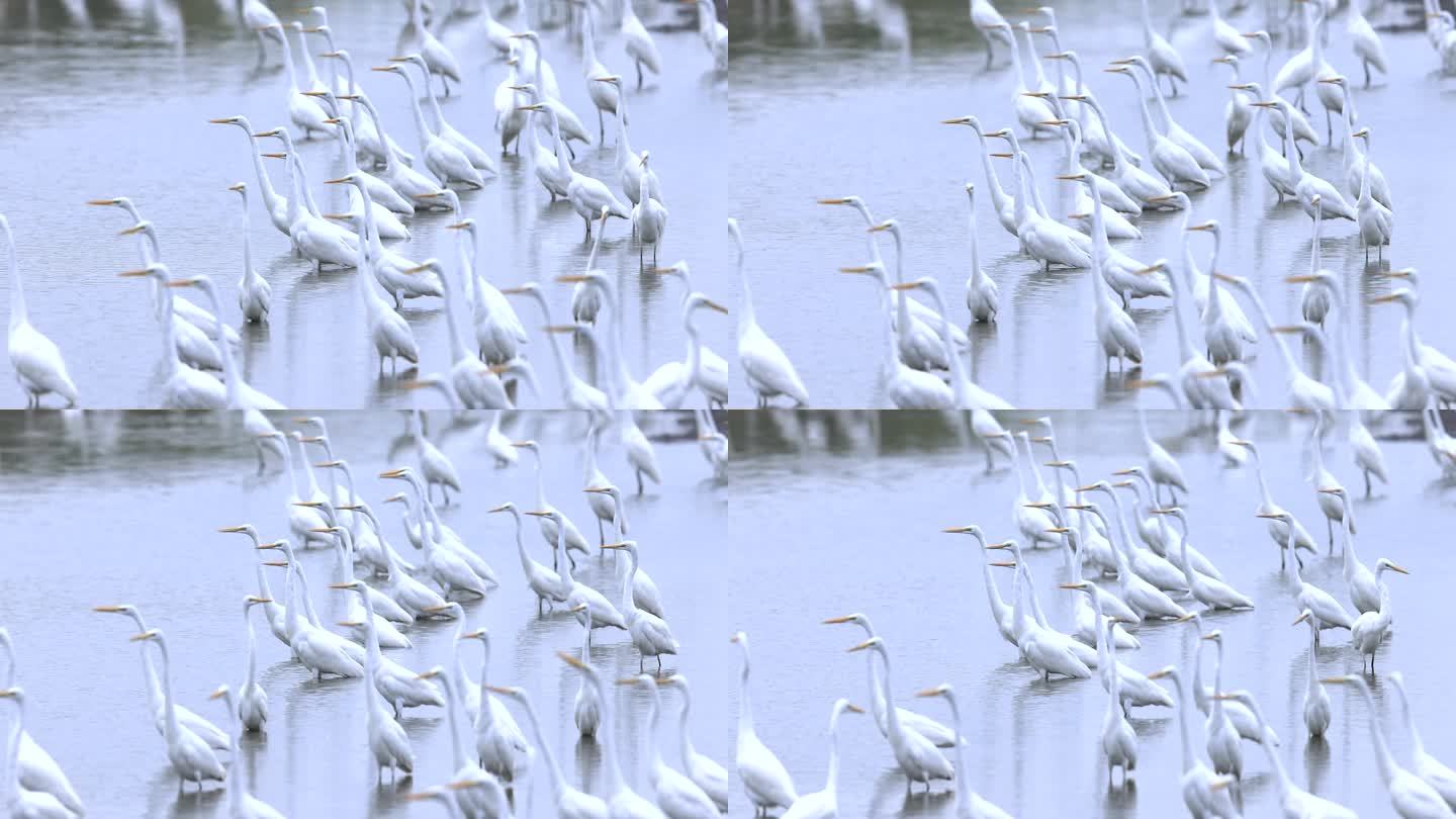 池塘、湿地里的大群白鹭8
