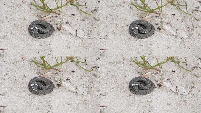 一条草蛇在沙地栖息地休息——特写