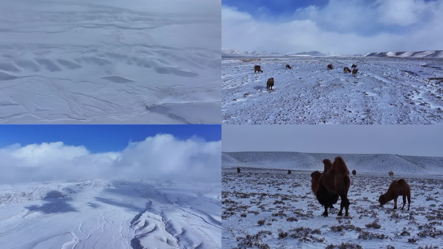 雪地 骆驼 戈壁滩 季节 冬季 蓝天白云