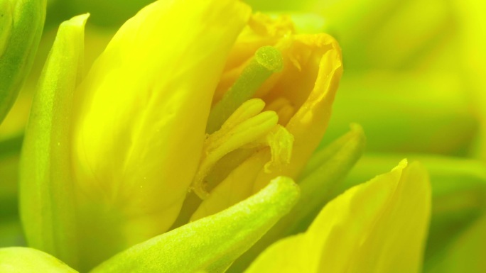 金黄色油菜花朵微距特写