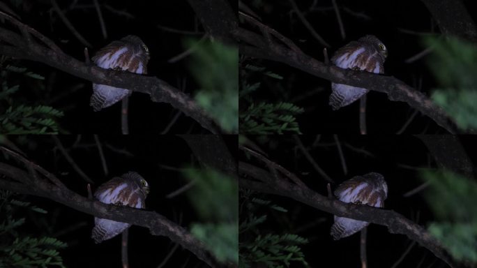 泰国亚洲横斑Owlet Glaucidium cuculoides，脸朝右，在呼唤配偶时头向后扭，然