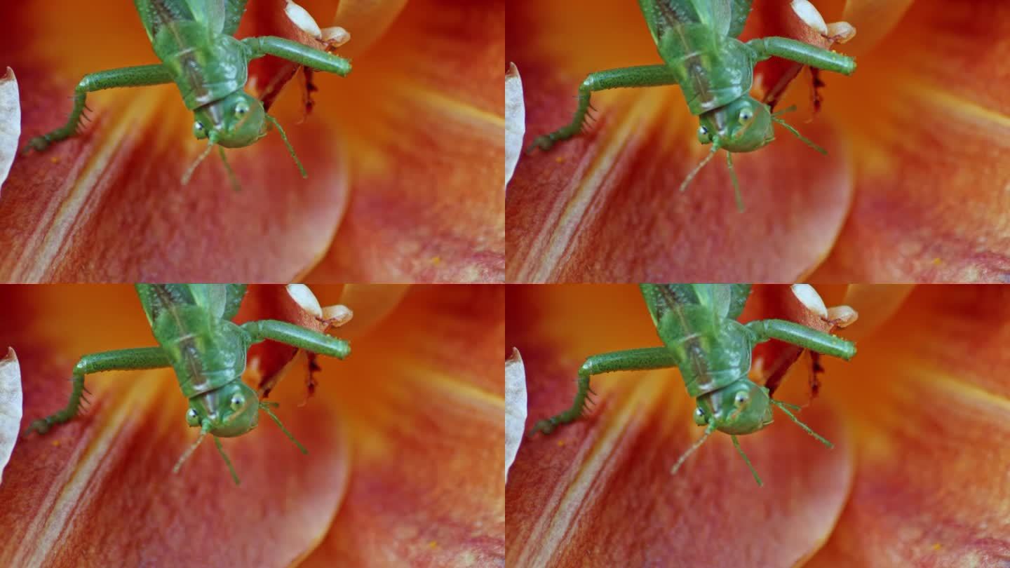 一个特写镜头，一只绿色的大蚱蜢正在吃一朵橙色的花。