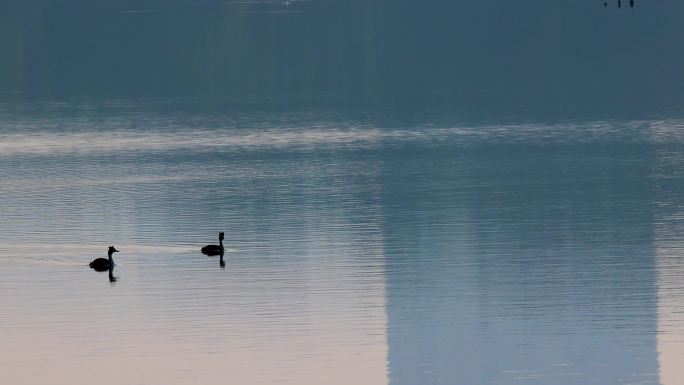 城市湿地水鸟栖息生态环境风光空镜