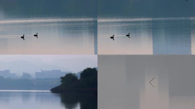 城市湿地水鸟栖息生态环境风光空镜