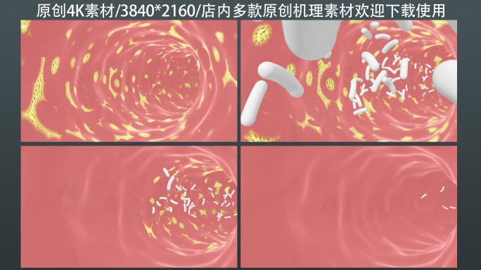 益生菌调节肠道消化道健康机理