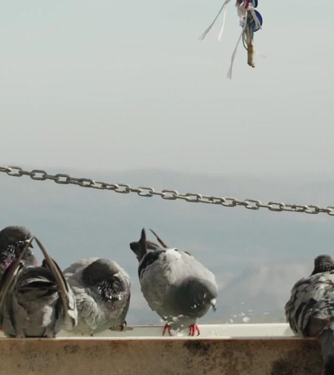 垂直视频。在一个古老的土耳其小镇，鸽子从高山上的一个大喂食器里喝水，慢镜头。树上装饰着护身符，以抵御
