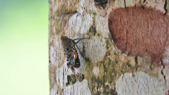 在树的左边看到它向后移动一点，然后开始用腿敲打树皮，灯笼虫，pentthicodes variega