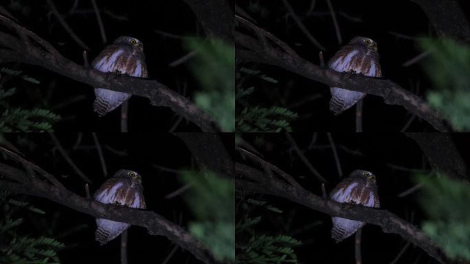 泰国，亚洲斑Owlet Glaucidium cuculoides，它一边回头看左边，一边回头看前面