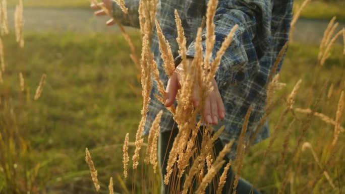 女子手摸着金黄色的麦穗，在麦田里穿着蓝色格子衬衫的特写。女性的手穿过麦田。日落时分，女孩抚摸着麦子。