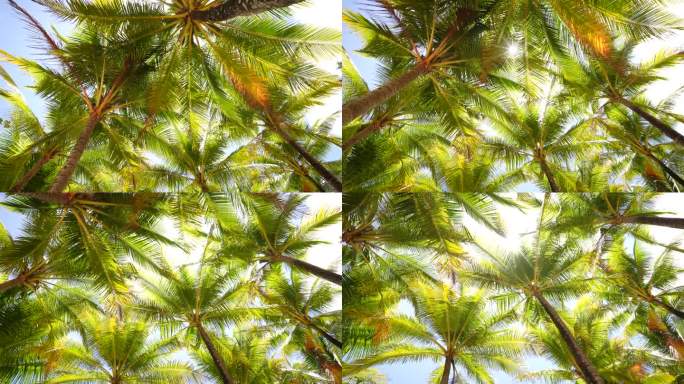 椰子树下看太阳透过天空照耀夏天。