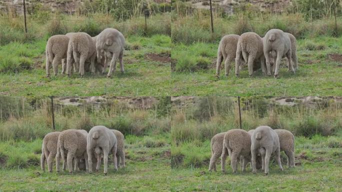 从左到右，5只羊在南非牧场的围栏旁吃草，其中一只羊正在抓耳挠腮