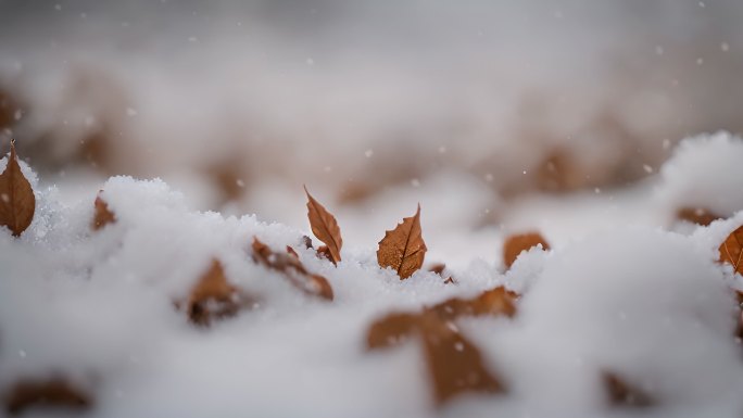 雪景冬季下雪树叶树枝