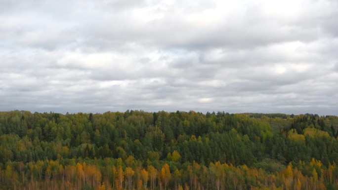 深秋的野生森林。低低的雨云笼罩着地平线上的树木。无人机拍摄。冬天郁郁寡欢的树林景色。遥远神秘的自然景