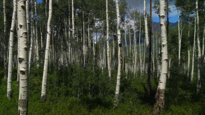 电影科罗拉多慢动作滑块右夏天美丽的蓝鸟中午白色白杨树绿叶令人惊叹的宁静深茂密的树林Kebler山口冠