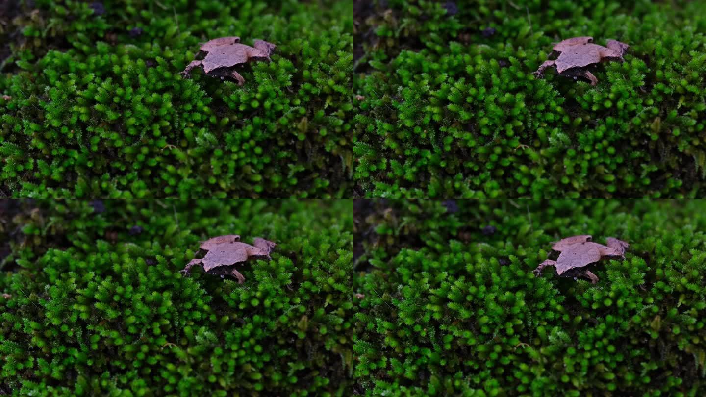 在森林深处一片健康的苔藓上呱呱叫着，暗面合唱蛙或稻蛙，泰国