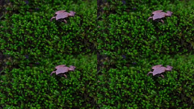在森林深处一片健康的苔藓上呱呱叫着，暗面合唱蛙或稻蛙，泰国